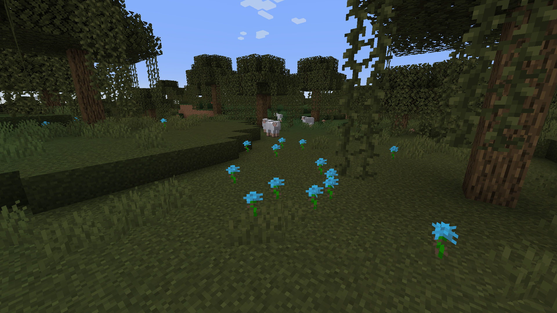 Blue Roses in their natural habitat.