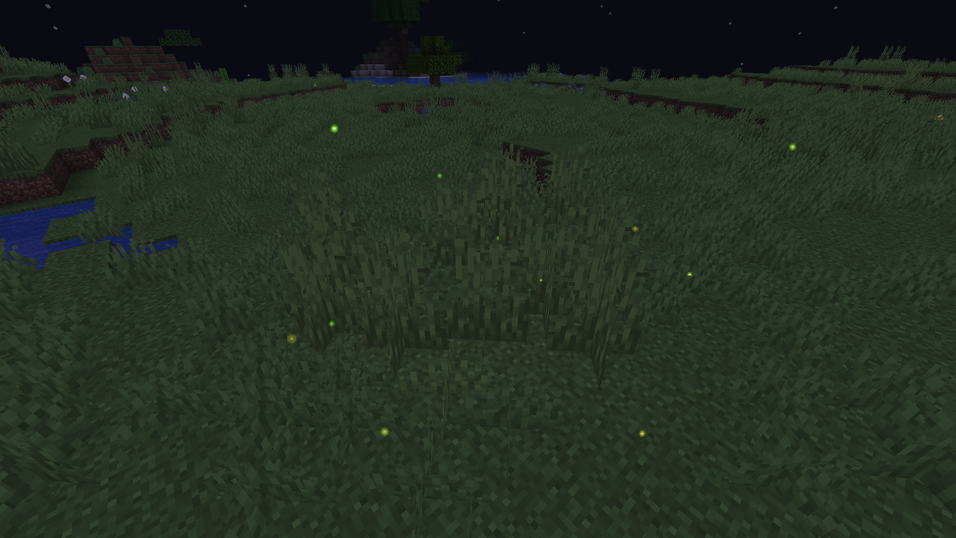 Firefly grass in plains