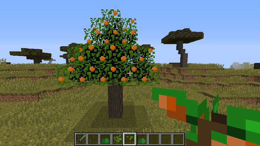 Orange Tree