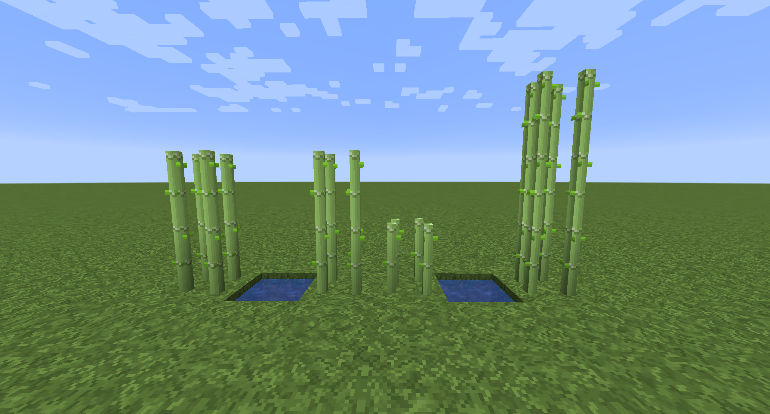 Sugarcane