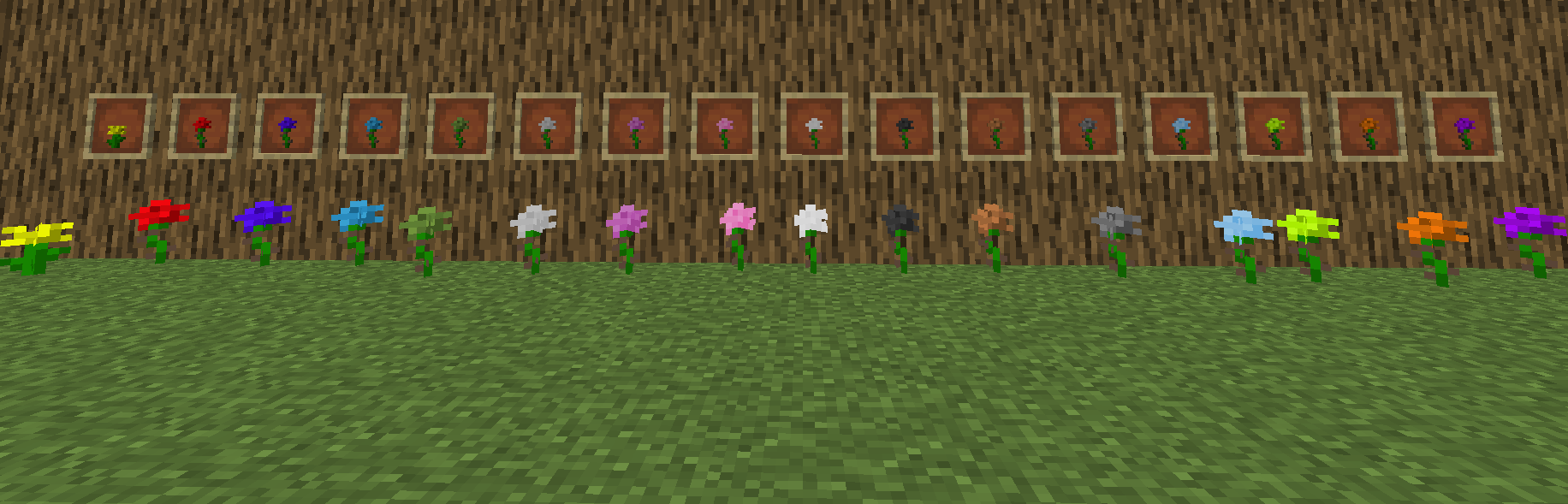 colored roses