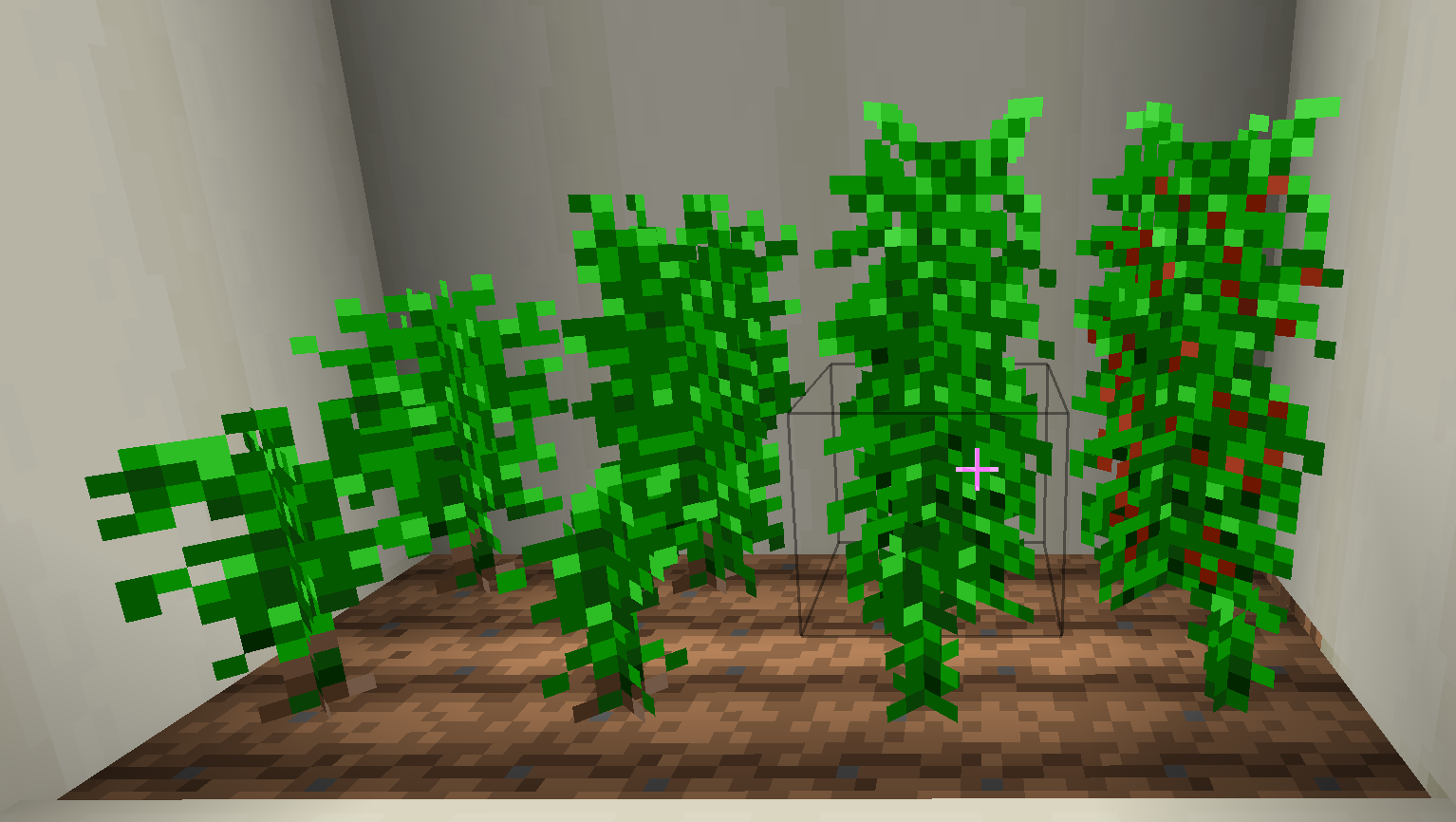 Coffee bush (all stages)