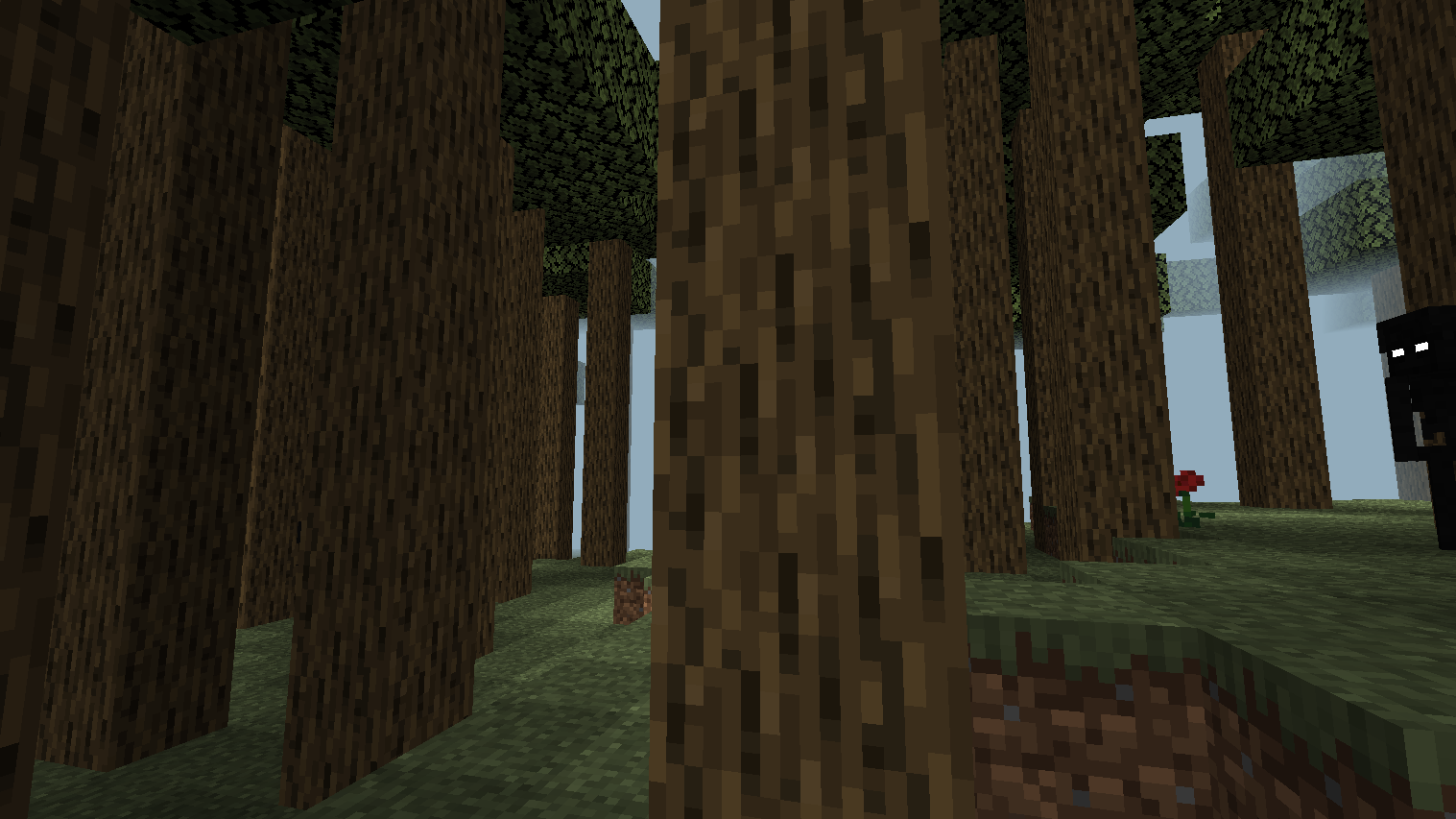 Woods