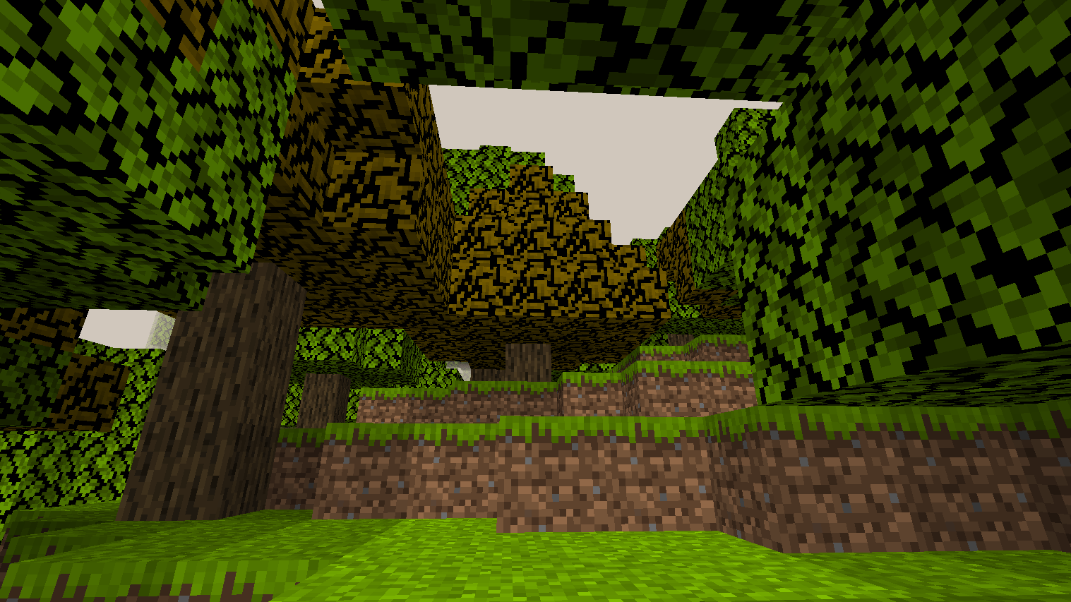 Autumn Forest