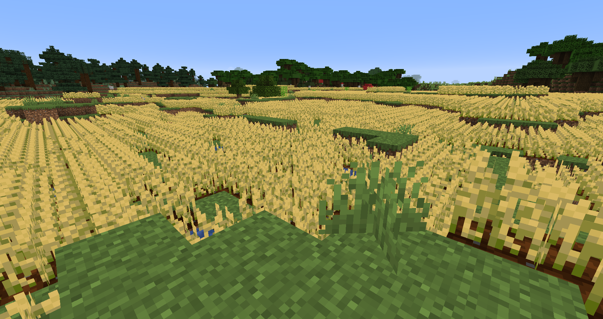 Wheat Field