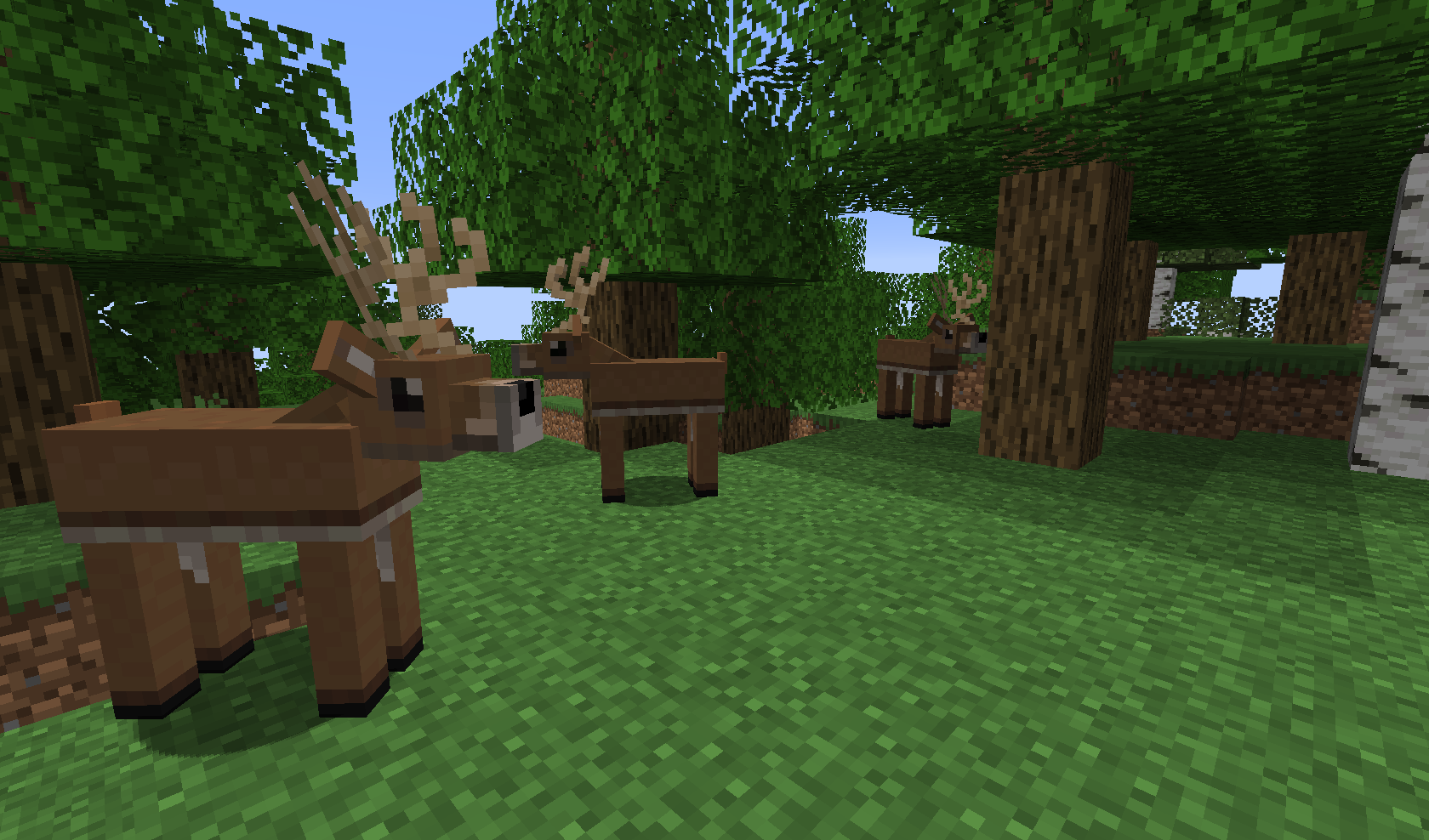 Deers