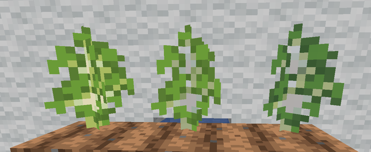 Birch