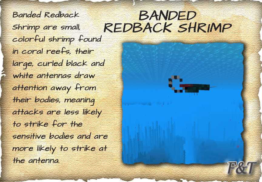 Banded Redback Shrimp