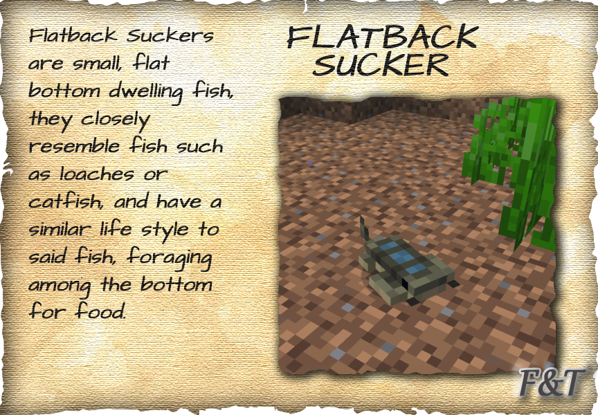 Flatback Sucker