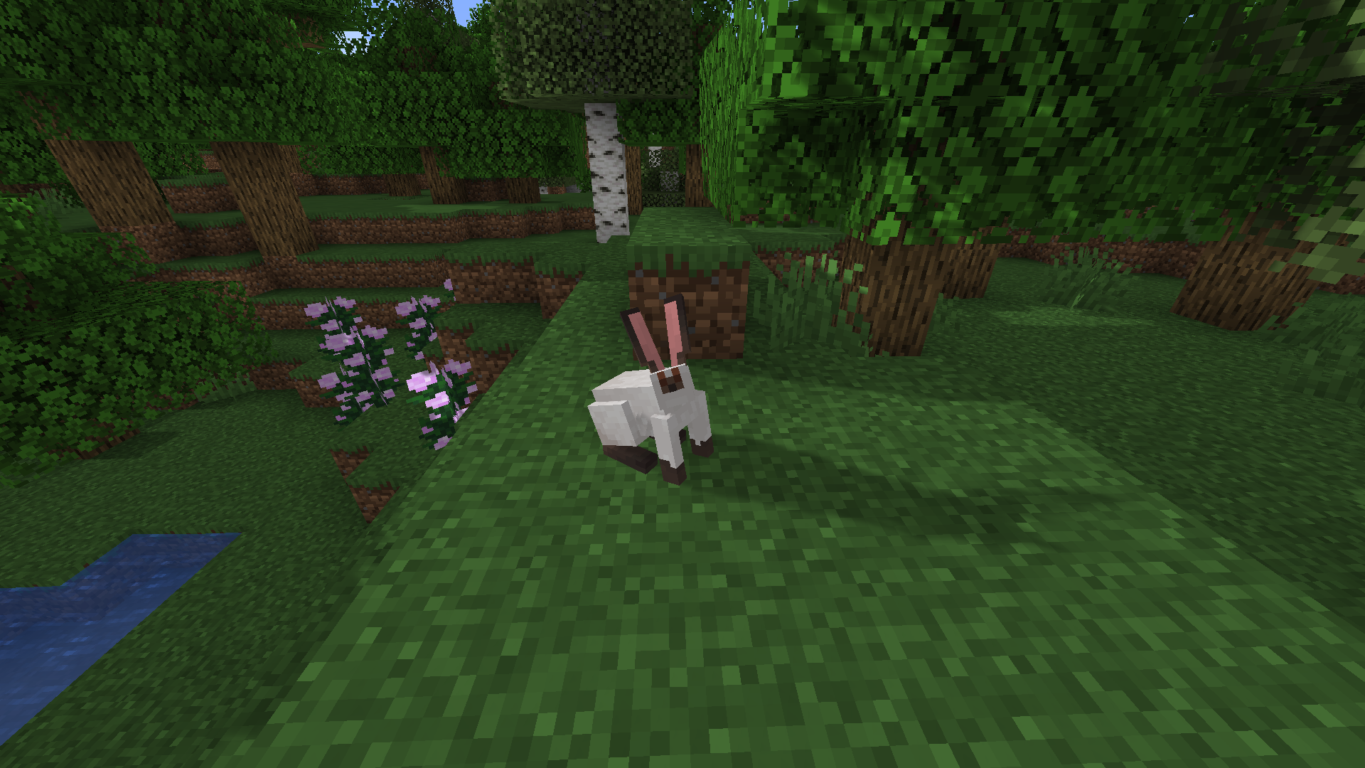 Chaos mod 1.16 5