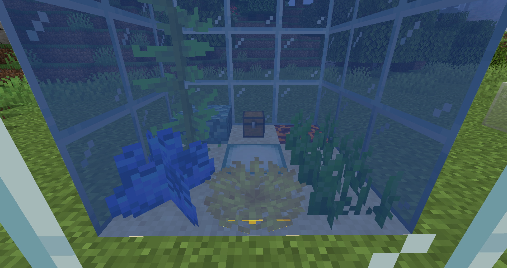 Tiny Chest in an aquarium