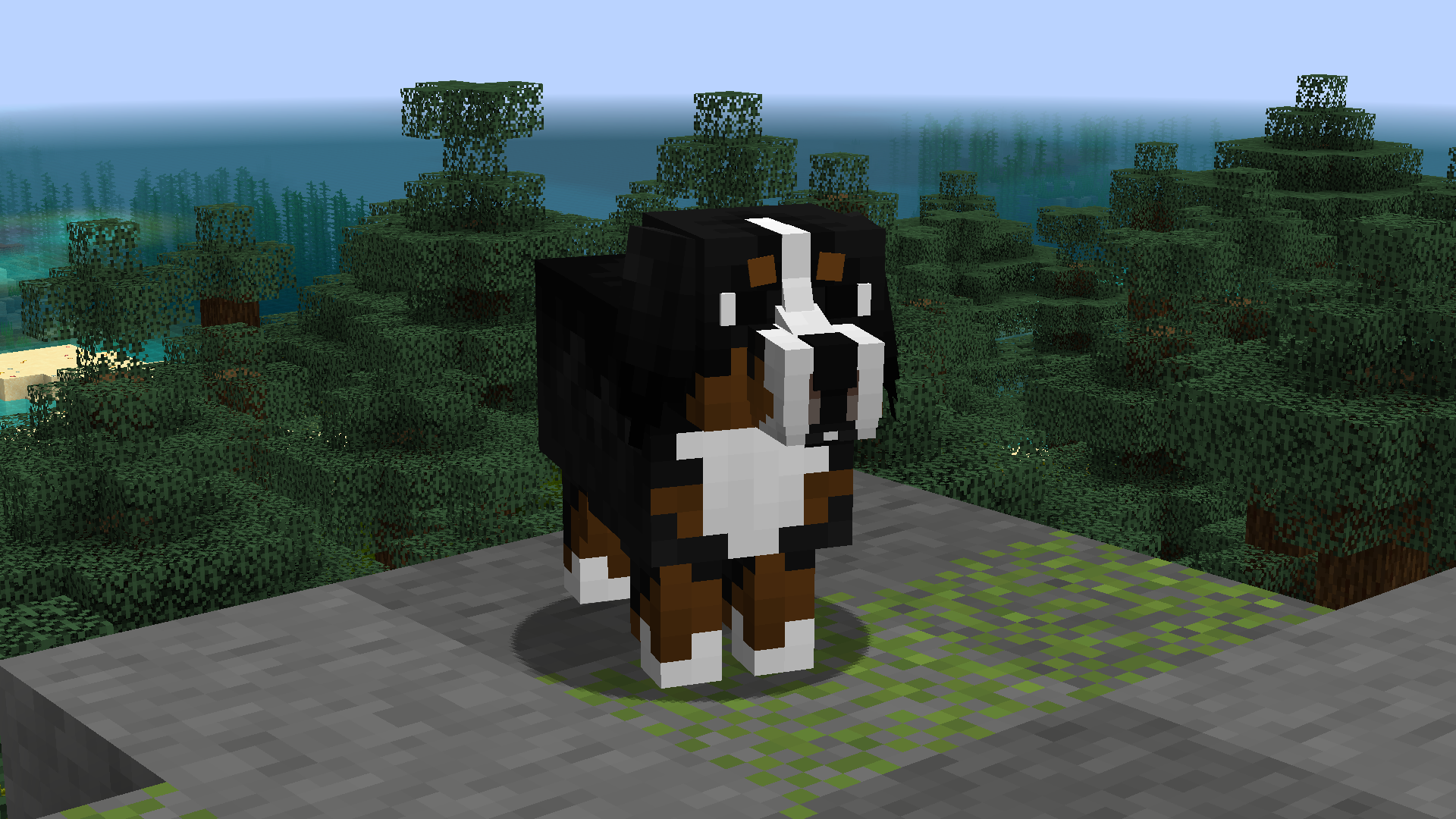 Bernese mountain dog