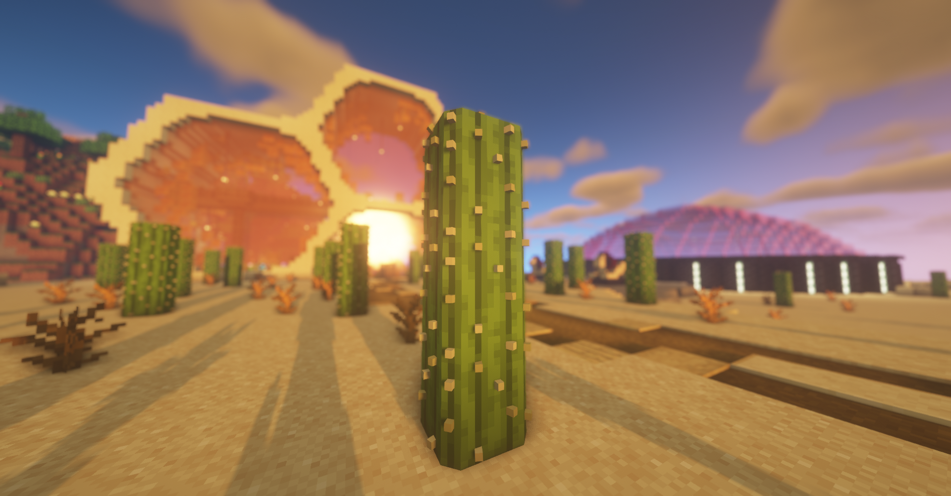 Cactus