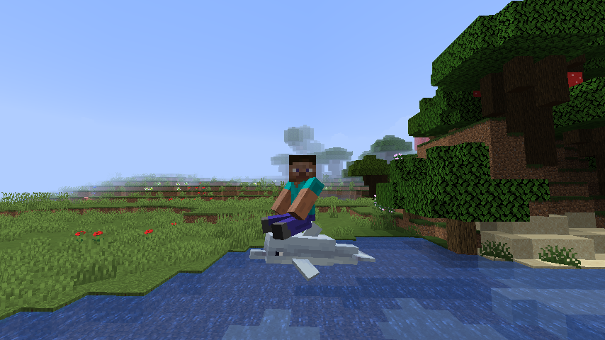 dolphin ride