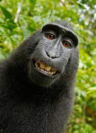 monkey smile