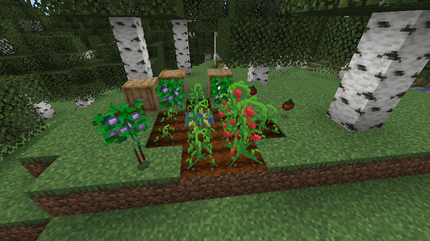 Tomatoes, Tub and Juicy berries