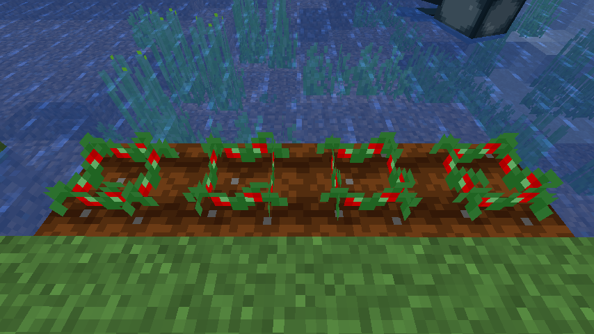 Strawberry crop