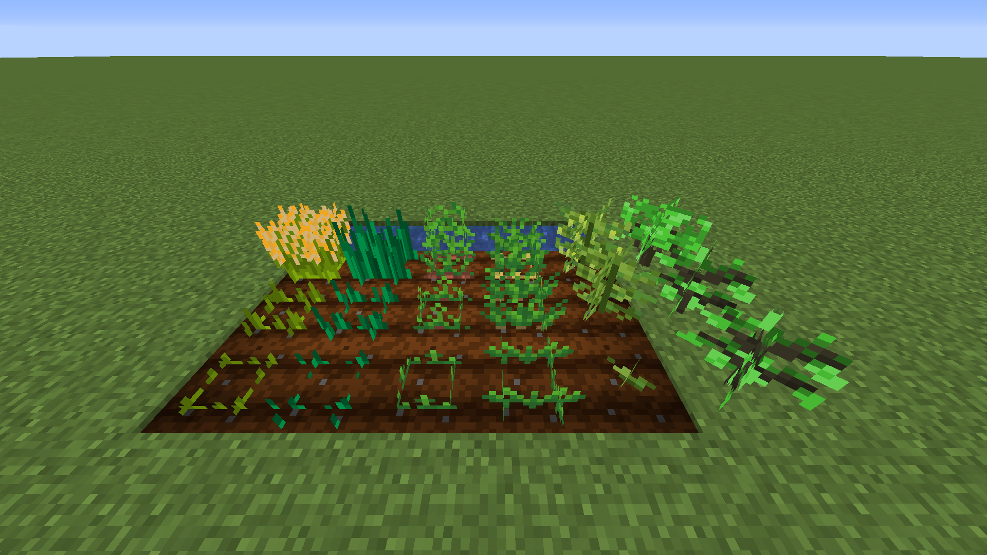 From left to right: Rice, Scallion(Green Onion), Sweet potato, Peanut, Soybean, and Black Tea Tree