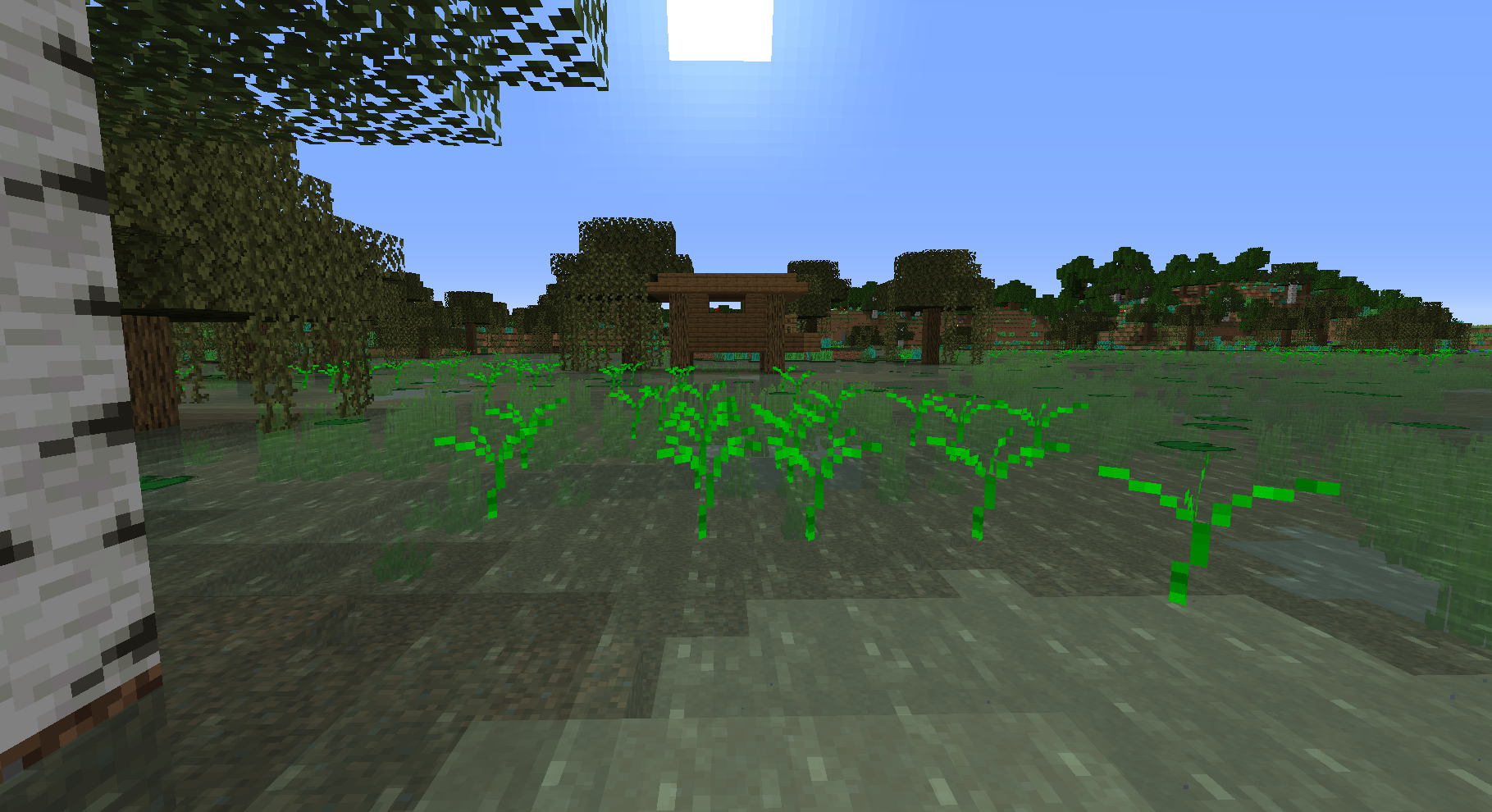 Rice Plants