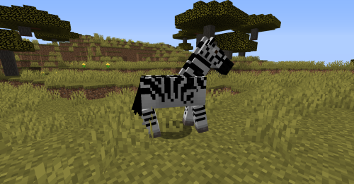 zebra