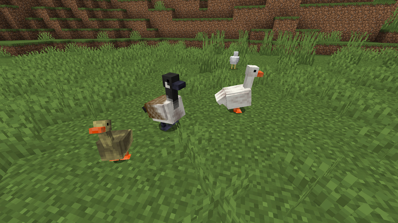 Geese