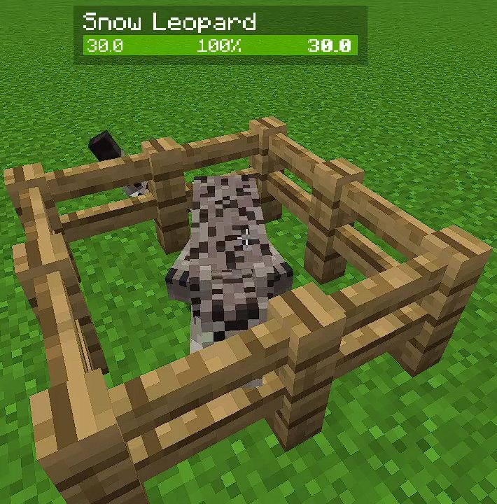 Animal