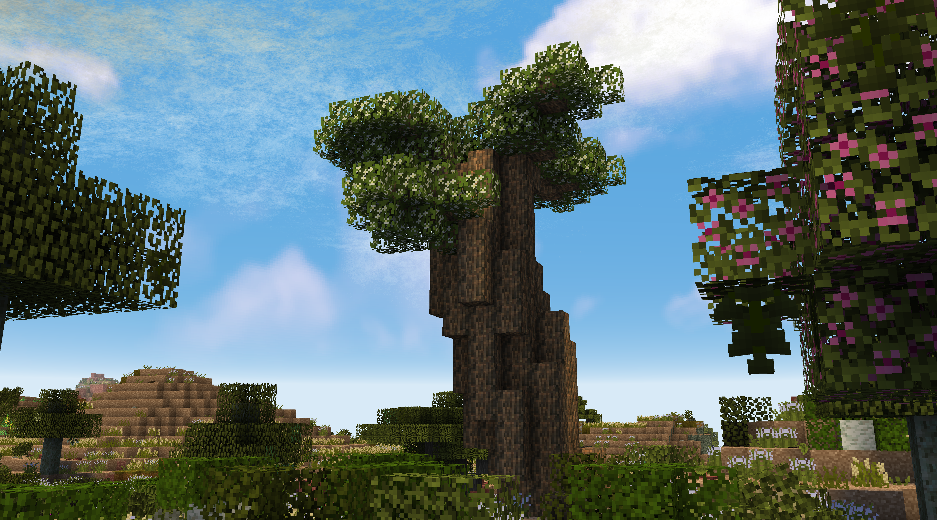 Flowering Baobab Tree