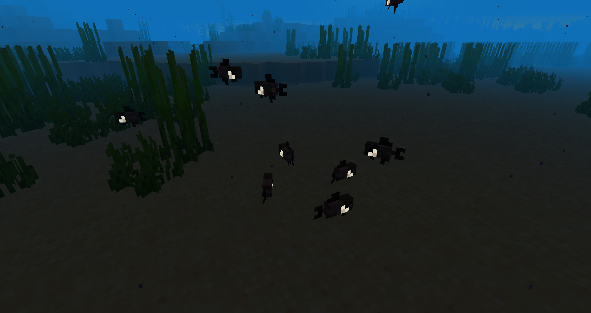 Flashlight Fish