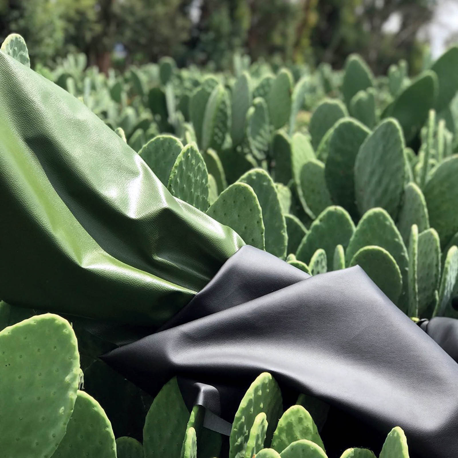 Cactus leather, made from cactus skin.