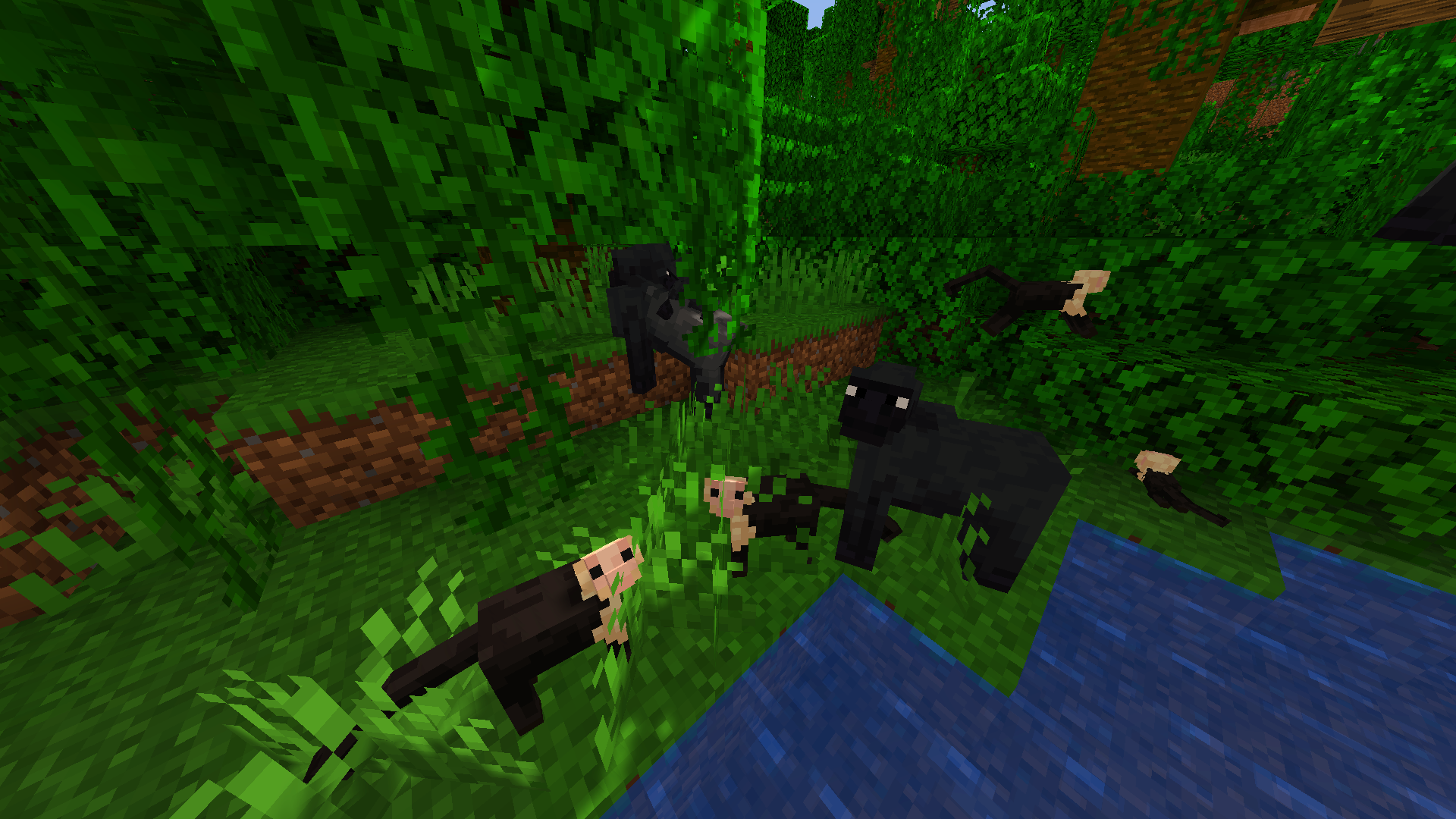 New Animals on Jungle!