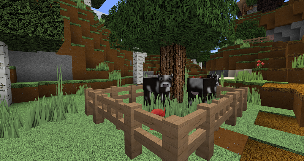 Cows