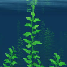 Seaweed