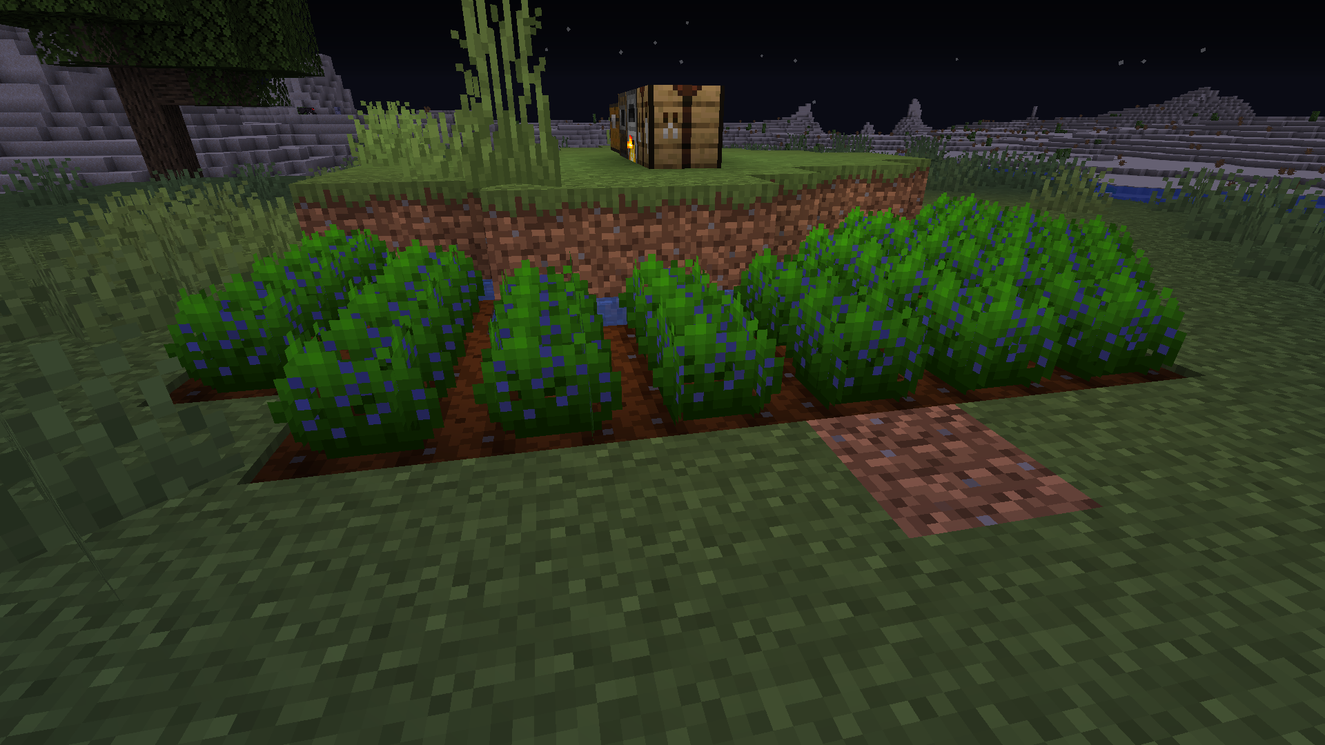 Here's a little blueberry farm :D