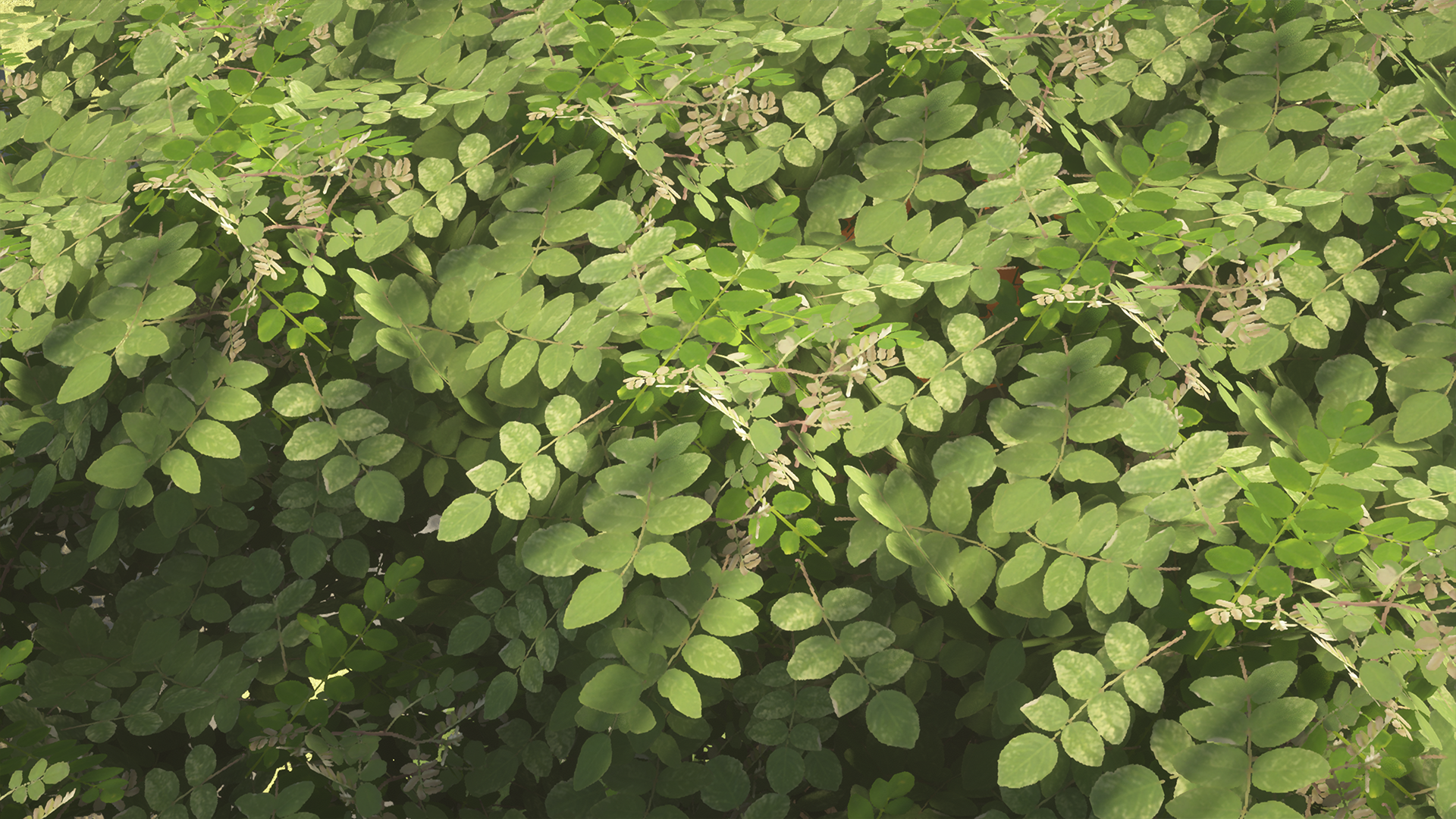 Acacia Leaves