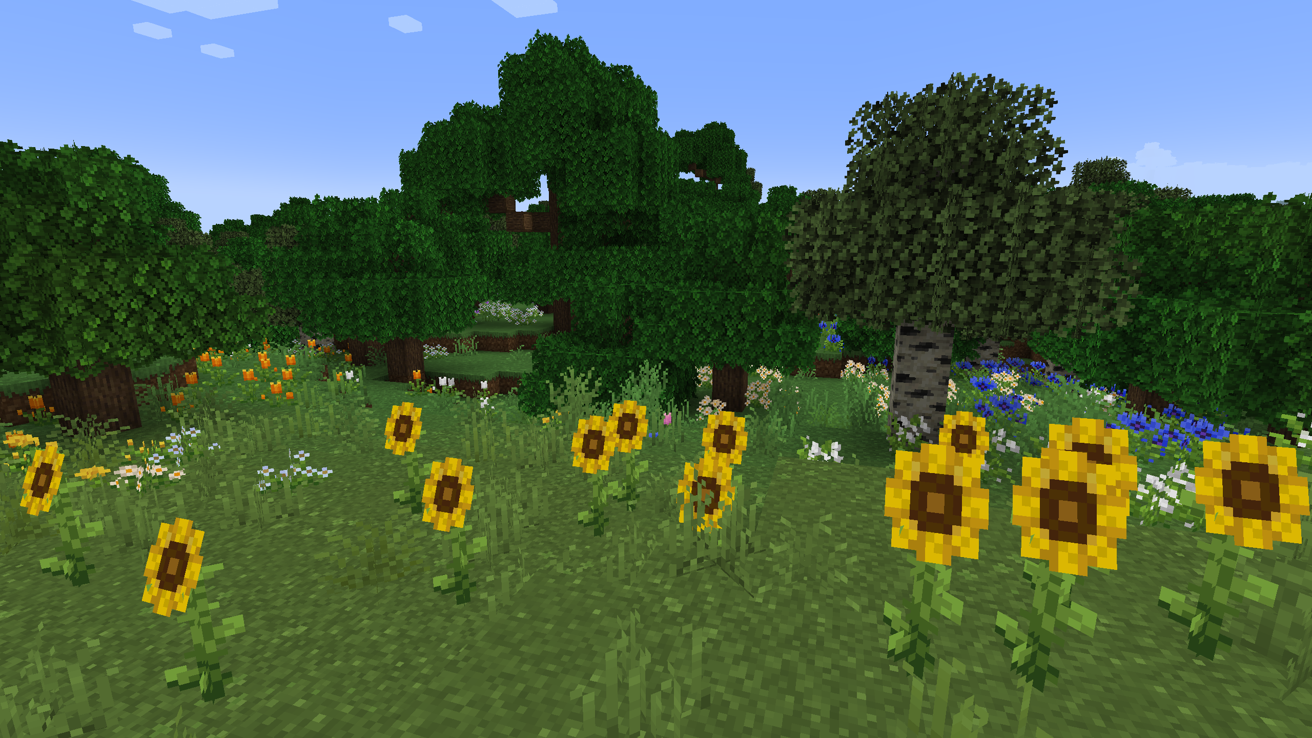 Sunflowers