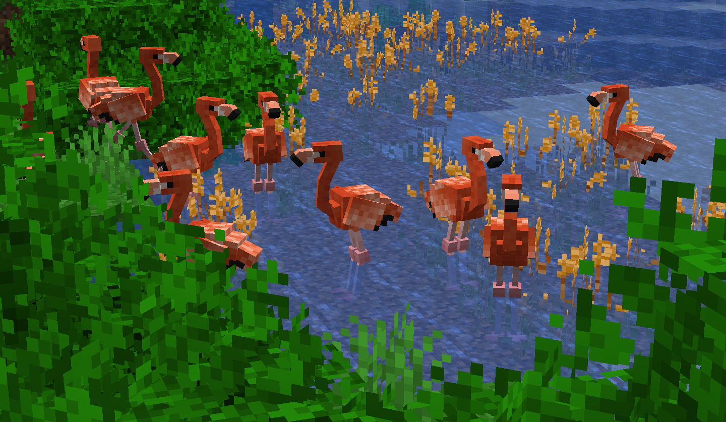 American Flamingos