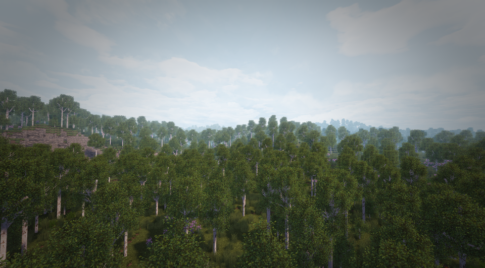 Birch Forest