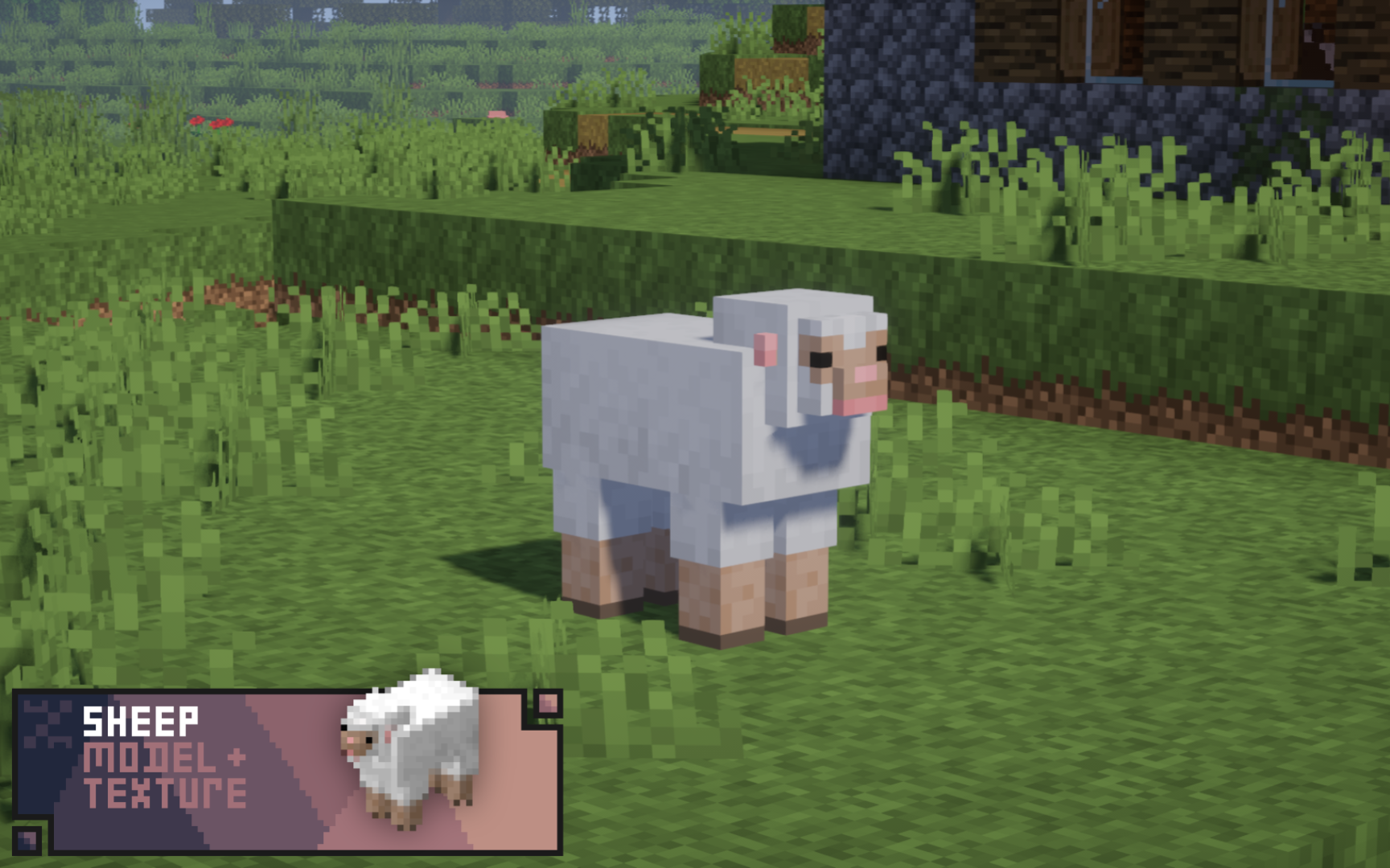 Sheep