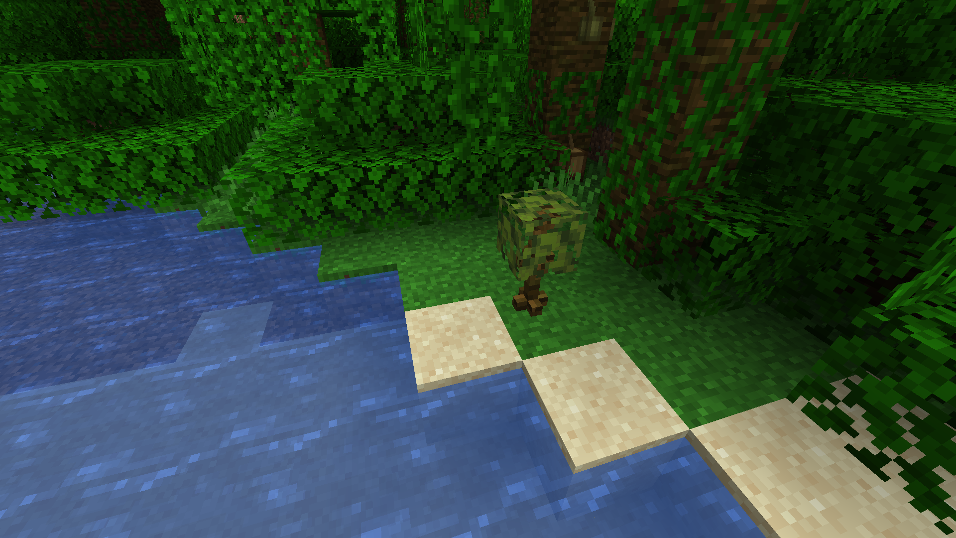 Mimosa Hostilis In their Natural habitat (The Jungle)