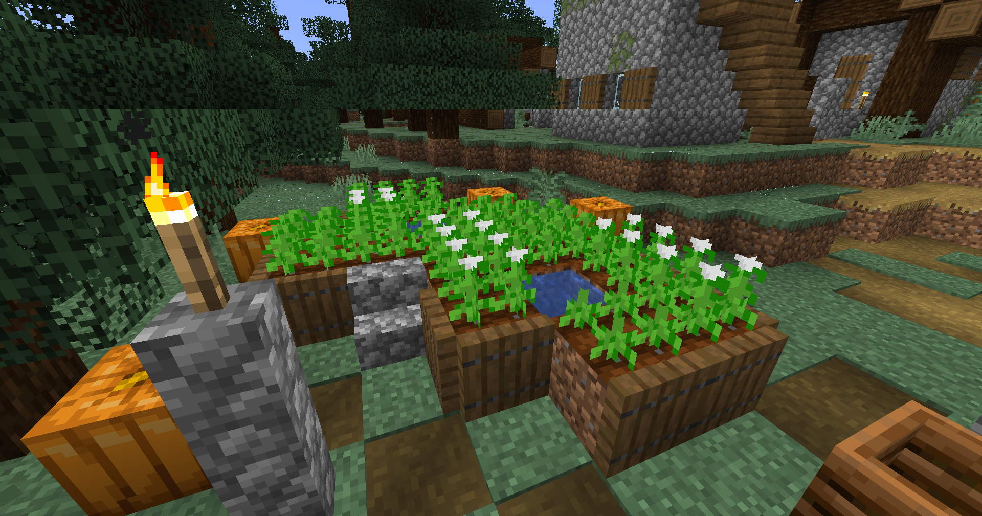 Stevia farm