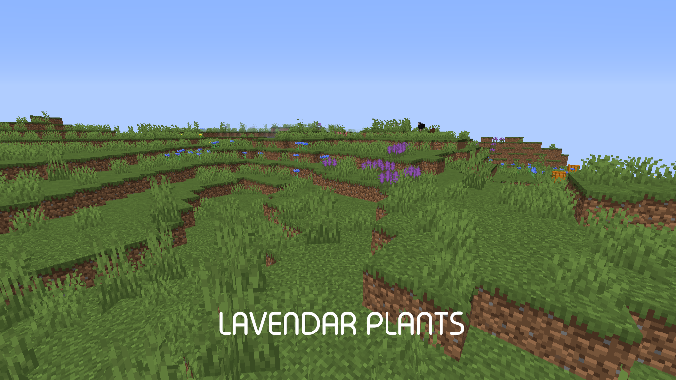 Lavendar Plant