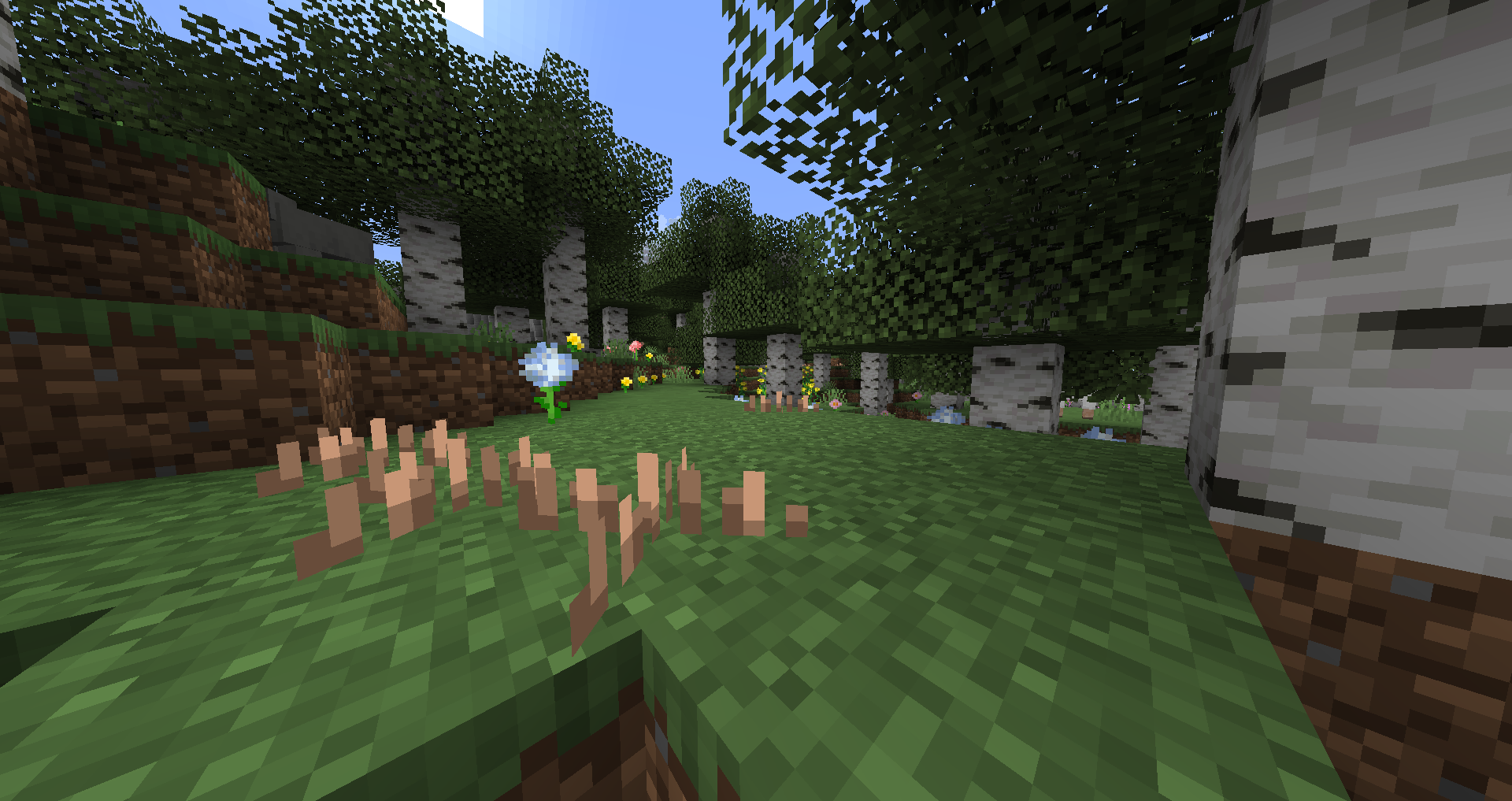 Mushroom Sprouts + Birch Forest