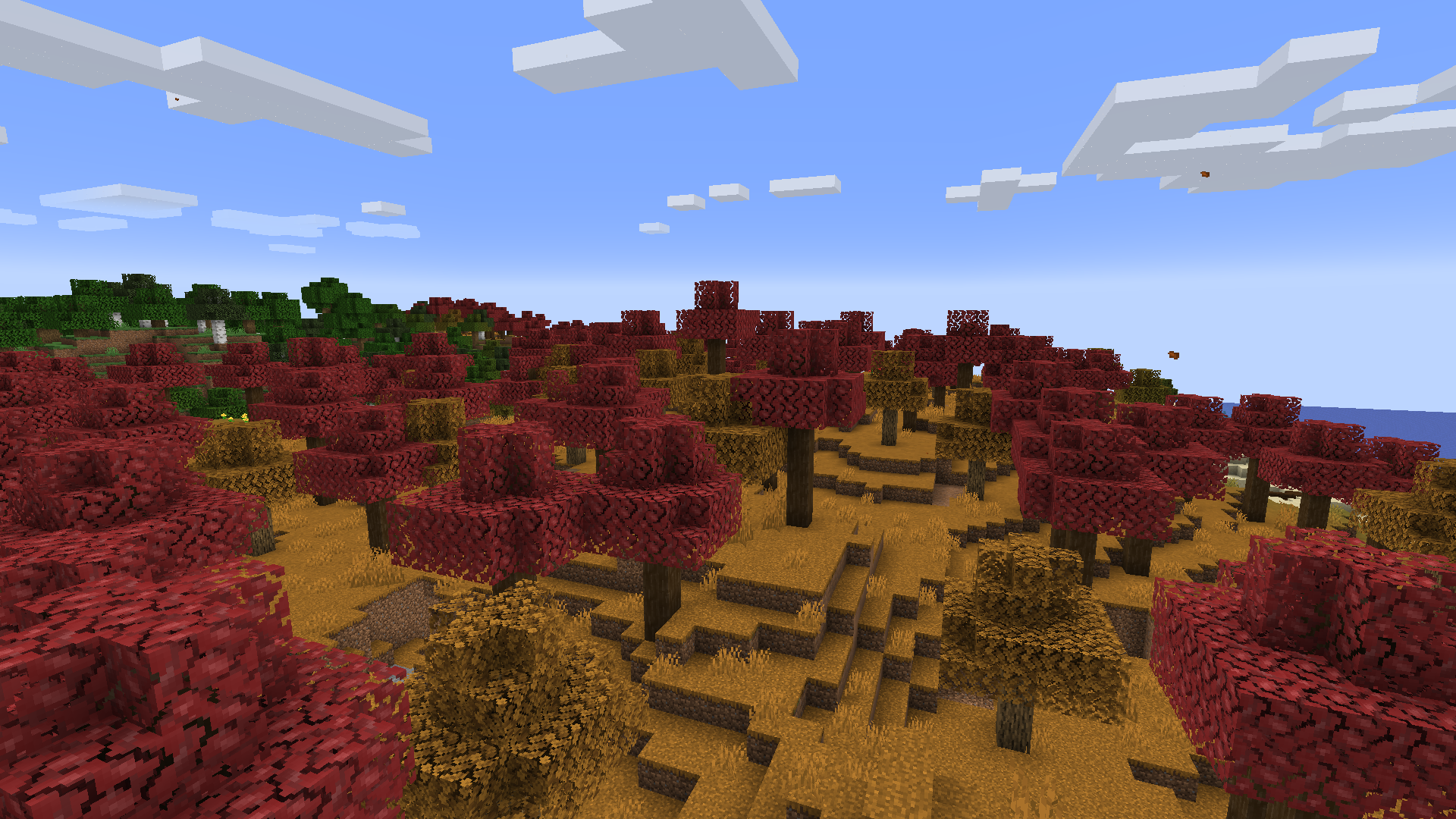 A Warm Fall Forest