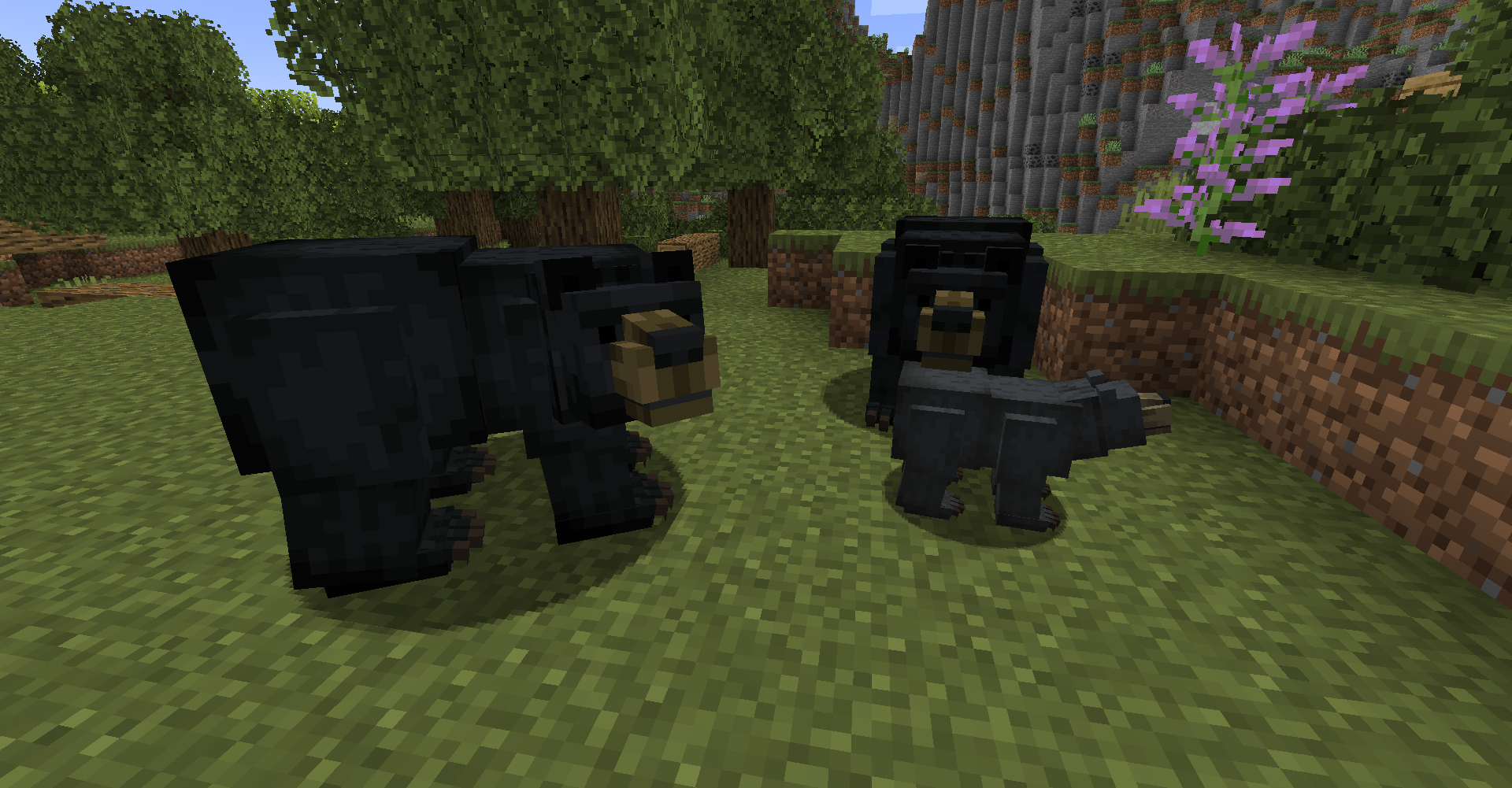 Black Bears