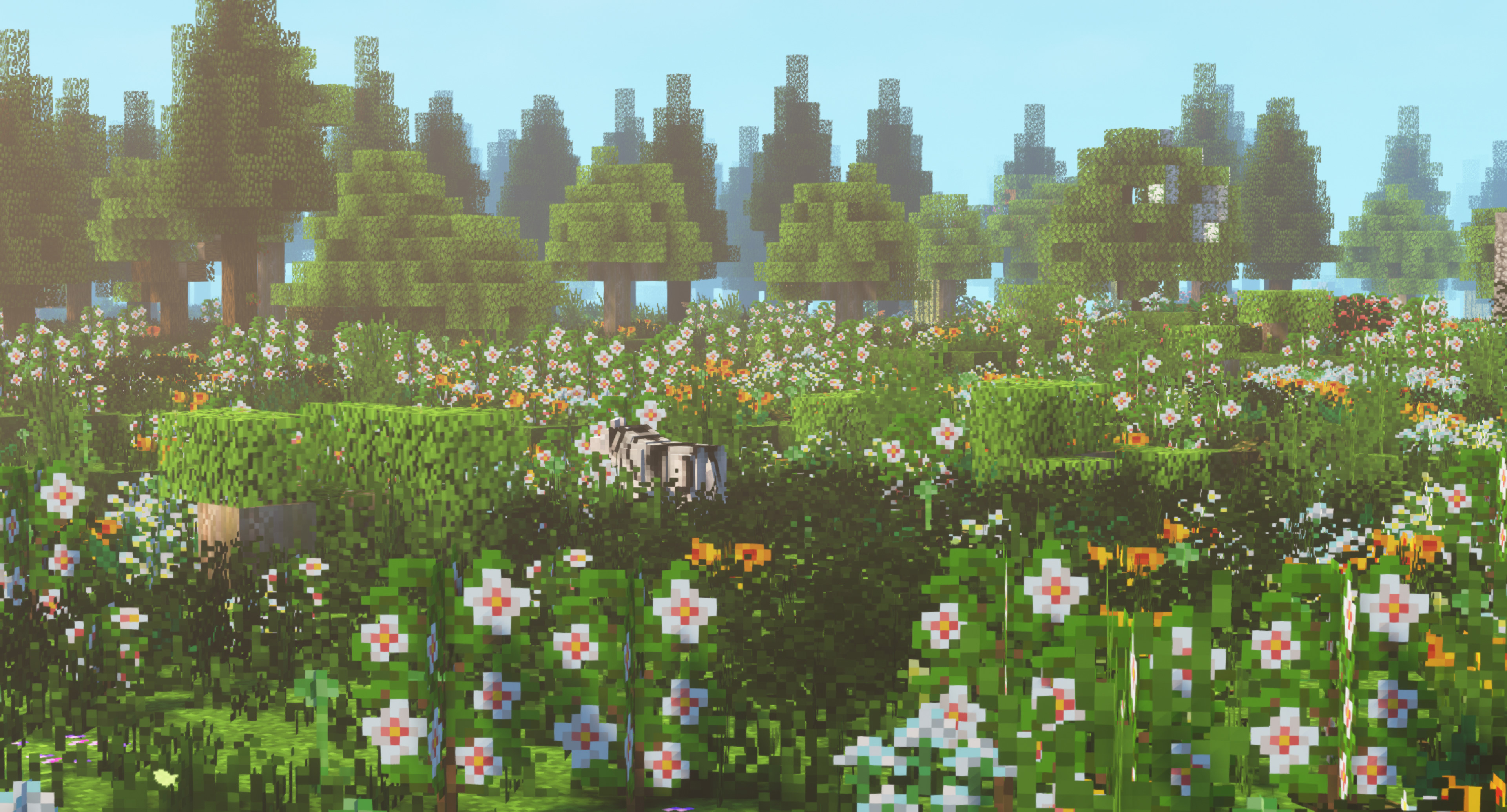 Hibiscus Flower Meadow