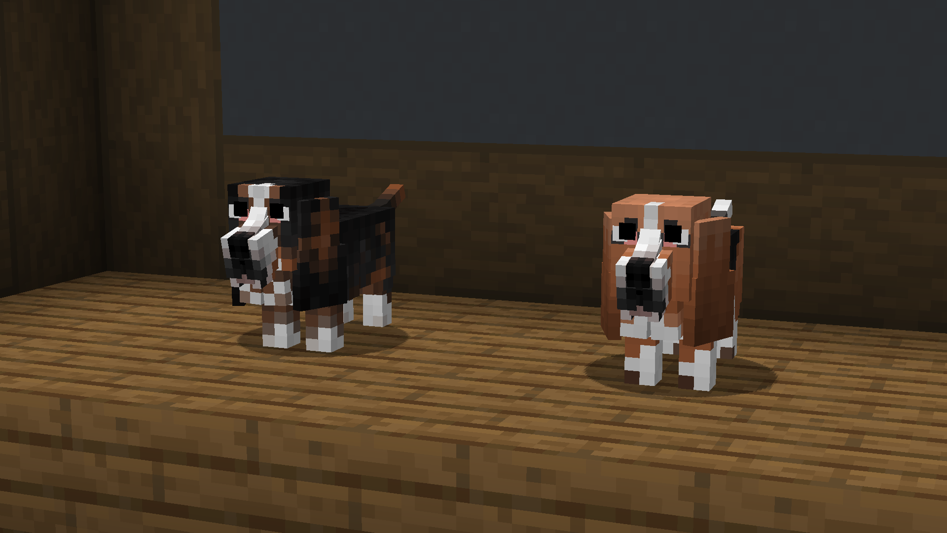 Basset hound