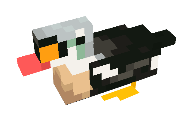 King Eider