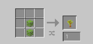 acacia sapling making