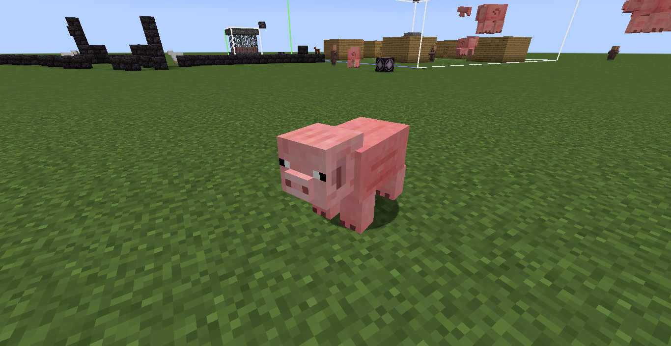 pig old