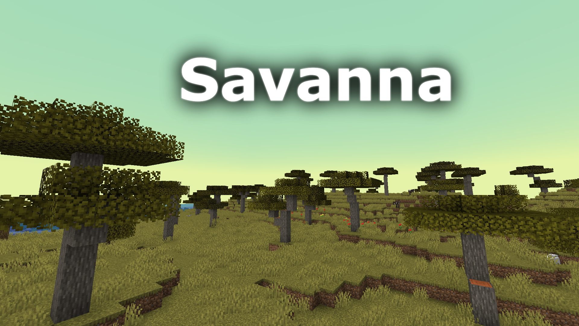 Savanna